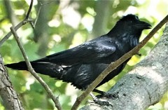 Corvus corax