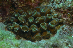 Caulastraea furcata
