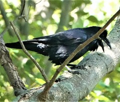 Corvus corax