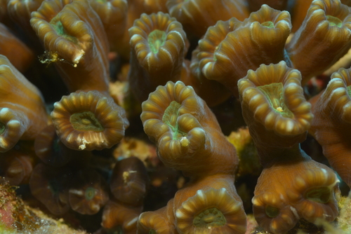Caulastraea furcata