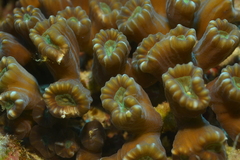 Caulastraea furcata