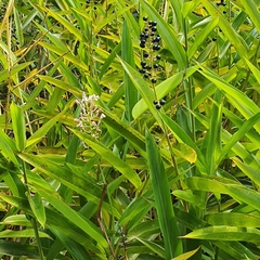 Alpinia aquatica