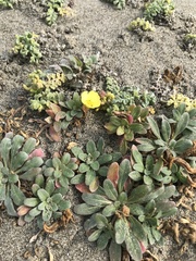 Camissoniopsis cheiranthifolia cheiranthifolia