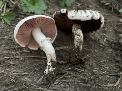 Agaricus incultorum