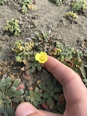 Camissoniopsis cheiranthifolia cheiranthifolia