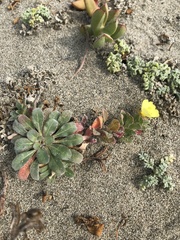 Camissoniopsis cheiranthifolia cheiranthifolia