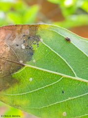 Scymnobius galapagoensis