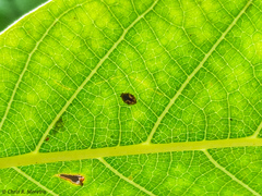 Scymnobius galapagoensis