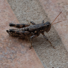 Agroecotettix modestus