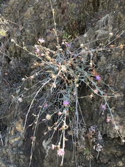 Stephanomeria cichoriacea