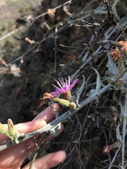 Stephanomeria cichoriacea