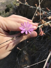 Stephanomeria cichoriacea