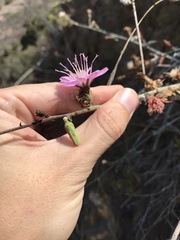 Stephanomeria cichoriacea