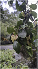 Euonymus carnosus