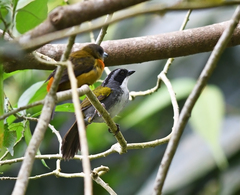 Arremon costaricensis