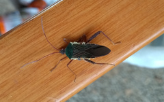 Anomalopetalops brulei