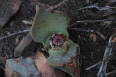 Pleiospilos compactus canus