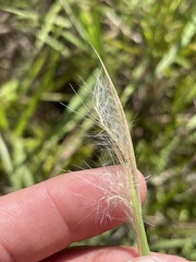 Andropogon virginicus virginicus