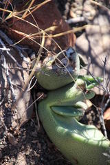 Pleiospilos compactus canus