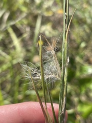 Andropogon virginicus virginicus