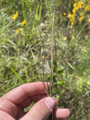 Andropogon virginicus virginicus