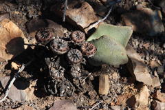 Pleiospilos compactus canus