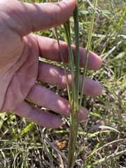 Andropogon virginicus virginicus
