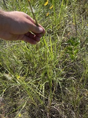 Andropogon virginicus virginicus