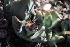 Pleiospilos compactus canus