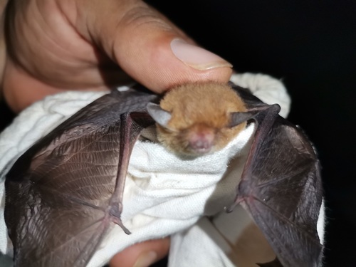 little yellow bat