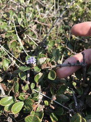 Ceanothus maritimus