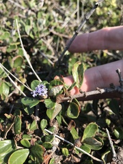 Ceanothus maritimus