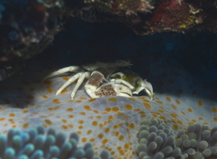 Stichodactyla mertensii
