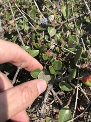 Ceanothus maritimus