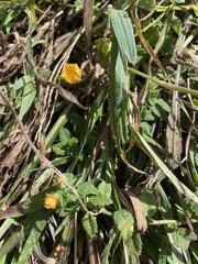 Sida rhombifolia insularis