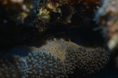 Stichodactyla mertensii