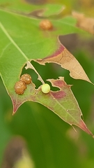 Zopheroteras hubbardi