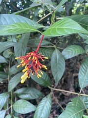 Palicourea crocea
