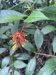 Palicourea crocea