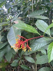 Palicourea crocea