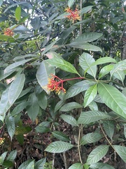 Palicourea crocea