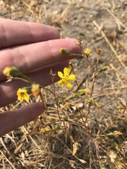 Deinandra pentactis