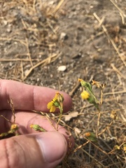Deinandra pentactis