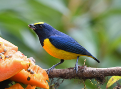 Euphonia imitans