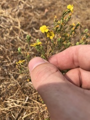 Deinandra pentactis