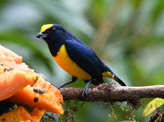 Euphonia imitans