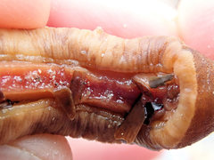 Cryptoplax striata