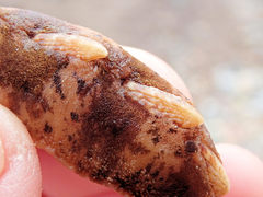 Cryptoplax striata