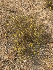 Deinandra pentactis