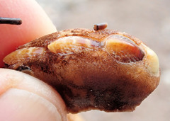 Cryptoplax striata